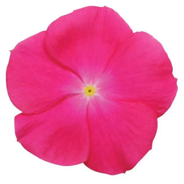 Vinca (Deep Rose) – 20+ Seeds
