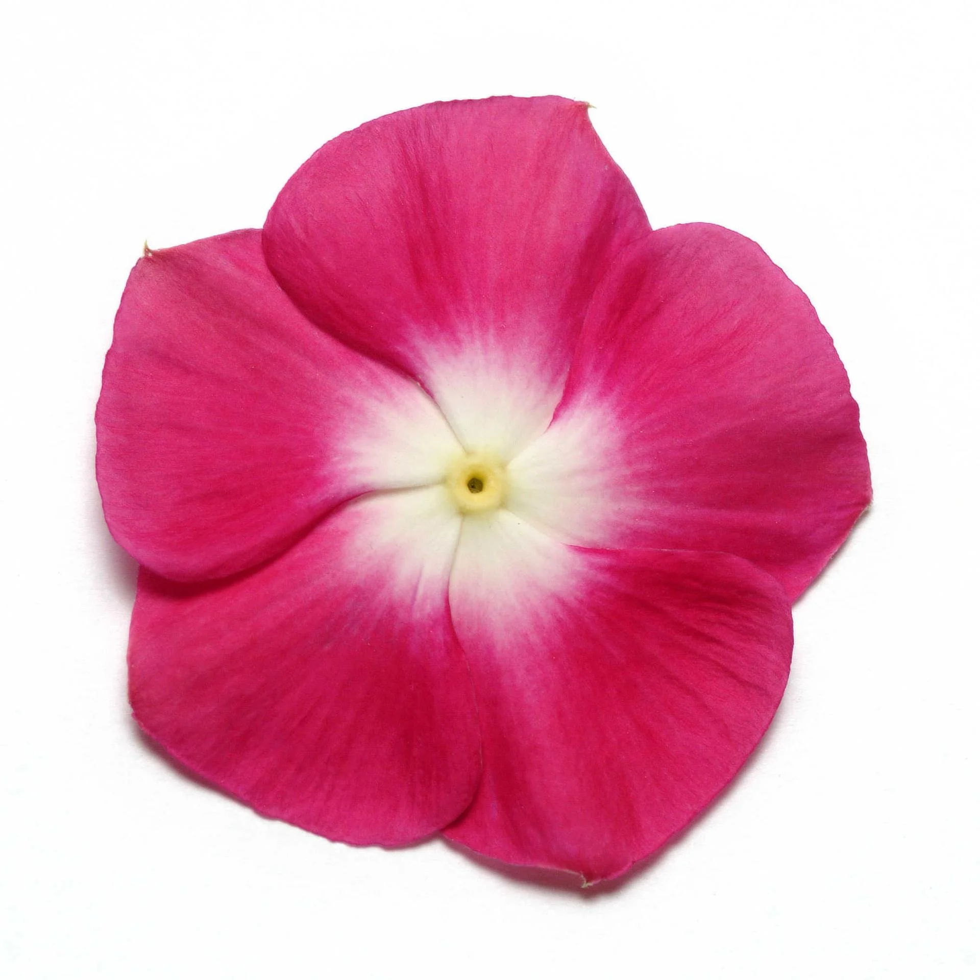 Vinca (Burgundy Halo) – F1 Hybrid 10 Seeds
