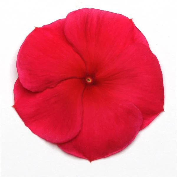 Vinca (Dark Red) – F1 Hybrid 10 Seeds