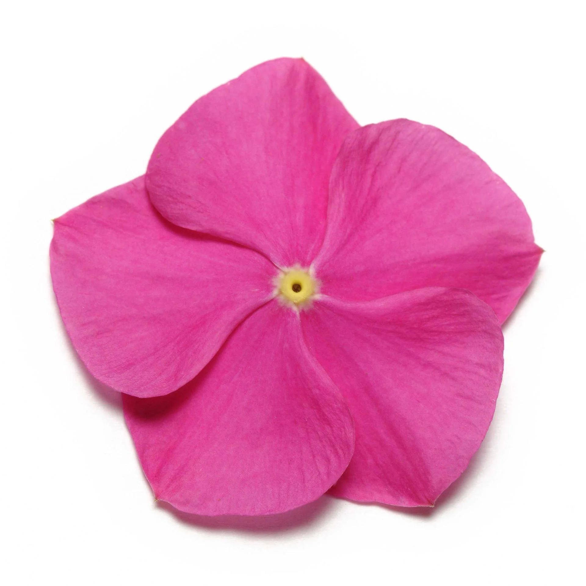 Vinca (Deep Orchid) – F1 Hybrid 10 Seeds