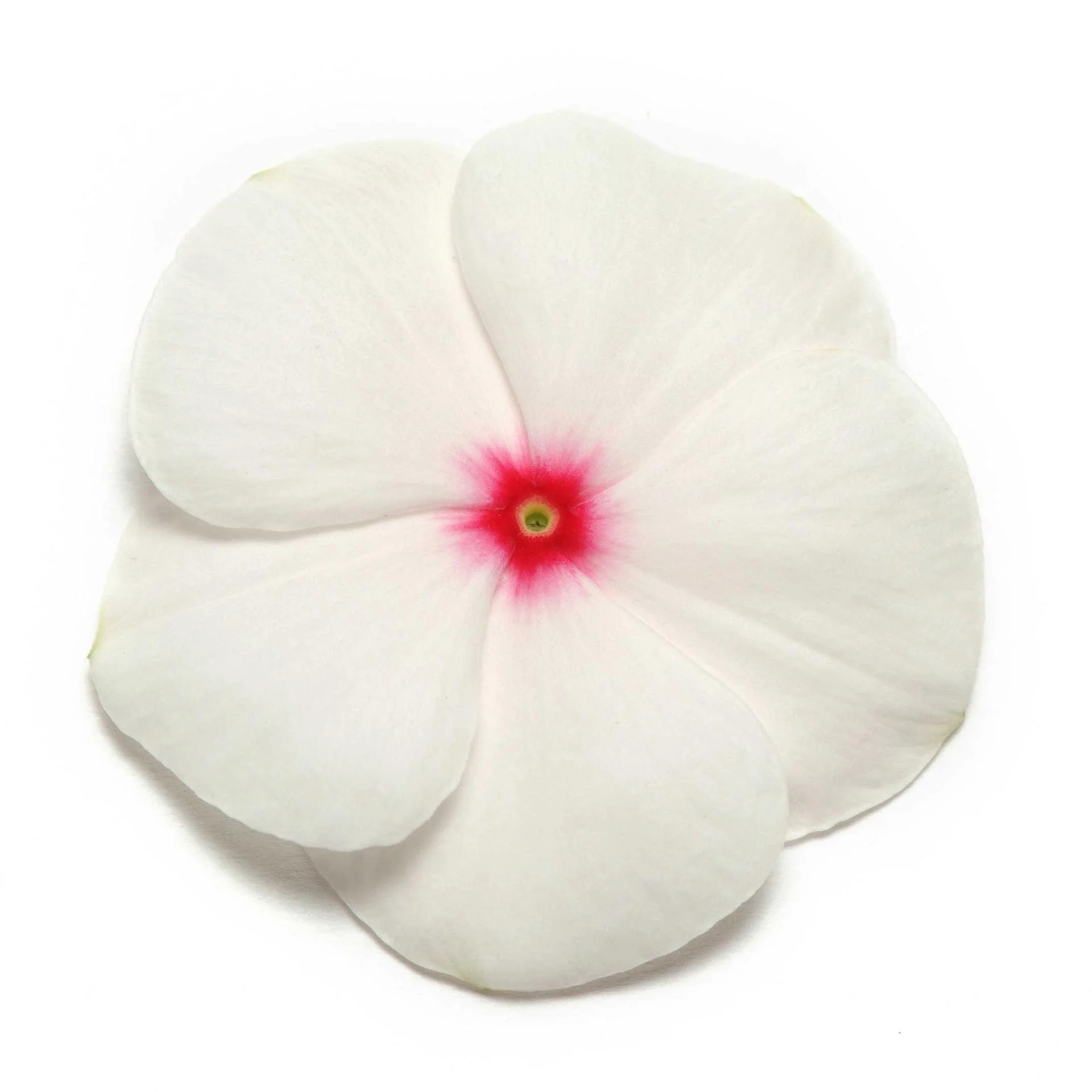 Vinca (Polka Dot) – 20+ Seeds
