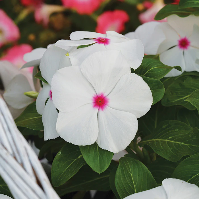 Vinca (Polka Dot) – 20+ Seeds - Image 2