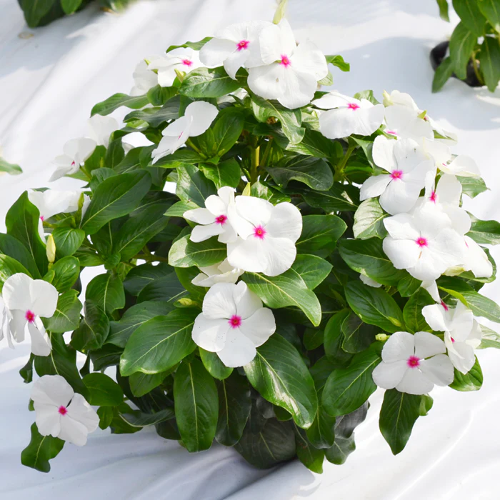 Vinca (Polka Dot) – 20+ Seeds - Image 3