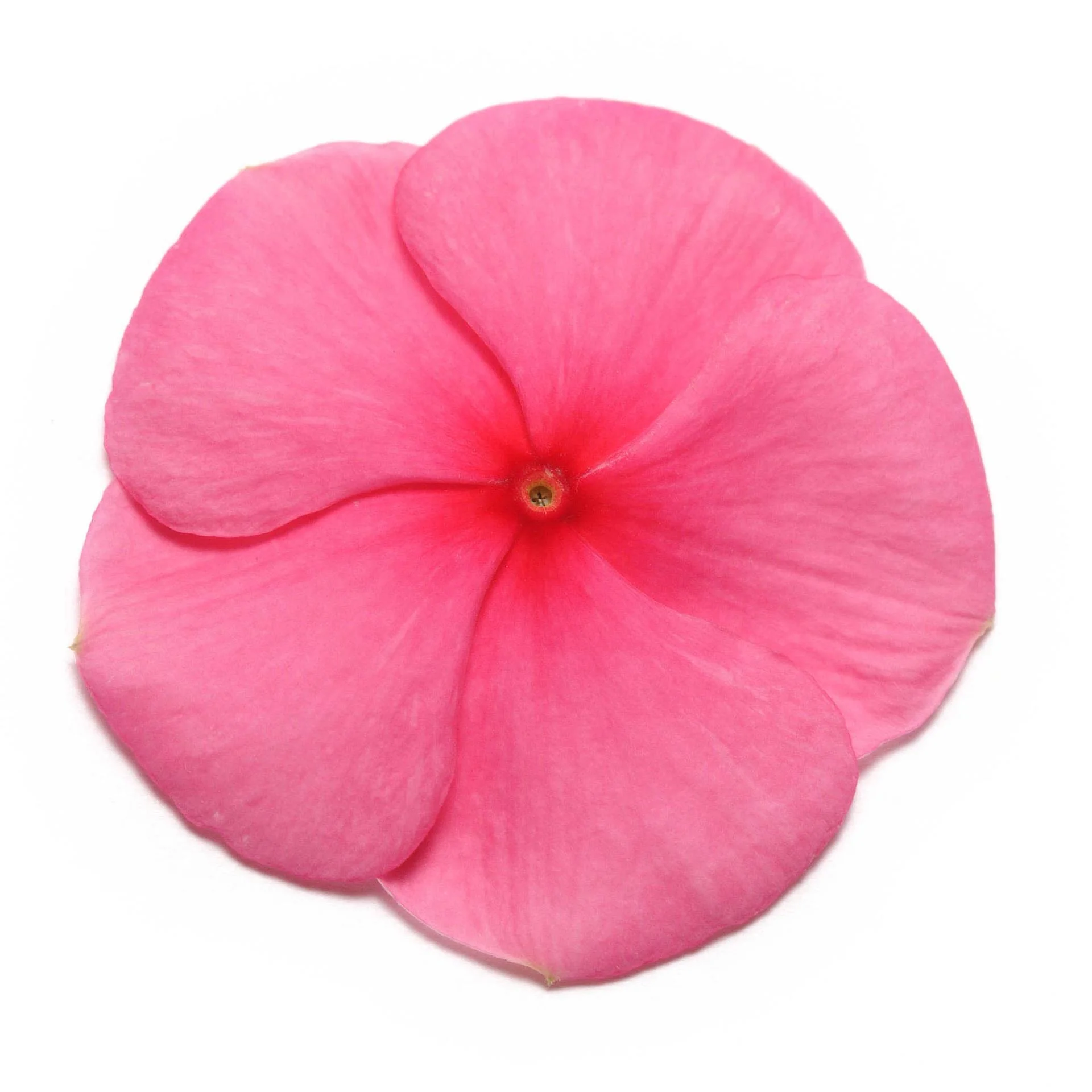 Vinca (Punch) – F1 Hybrid 10 Seeds