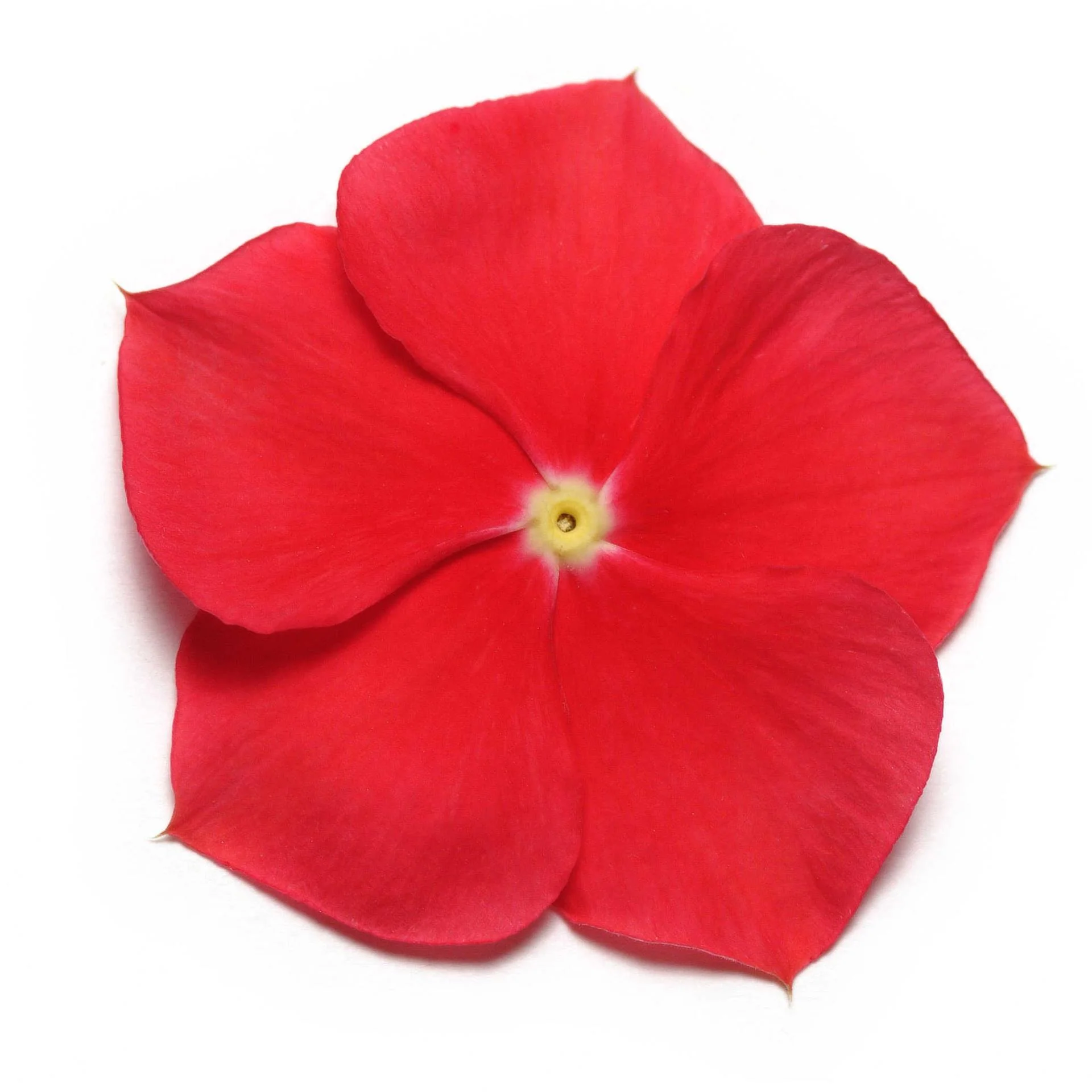 Vinca (Really Red) – F1 Hybrid 10 Seeds