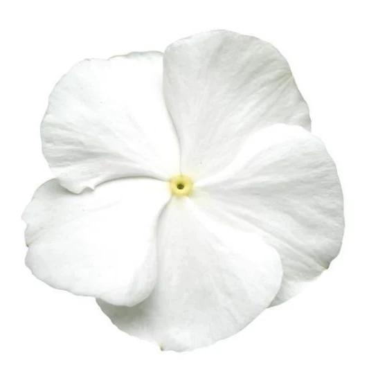 Vinca (Pure White) – 20+ Seeds