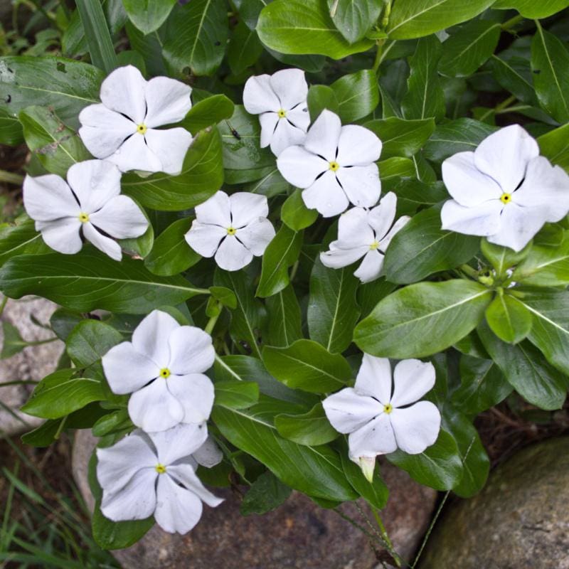 Vinca (Pure White) – 20+ Seeds - Image 2