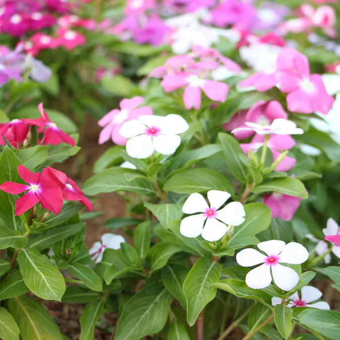 Vinca (سدا بہار) Tall Mix – 50+ Seeds - Image 2