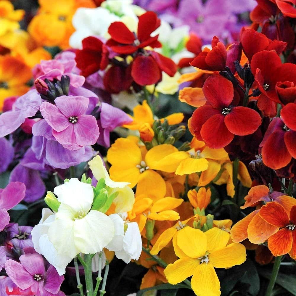 WallFlower Mix – Seeds