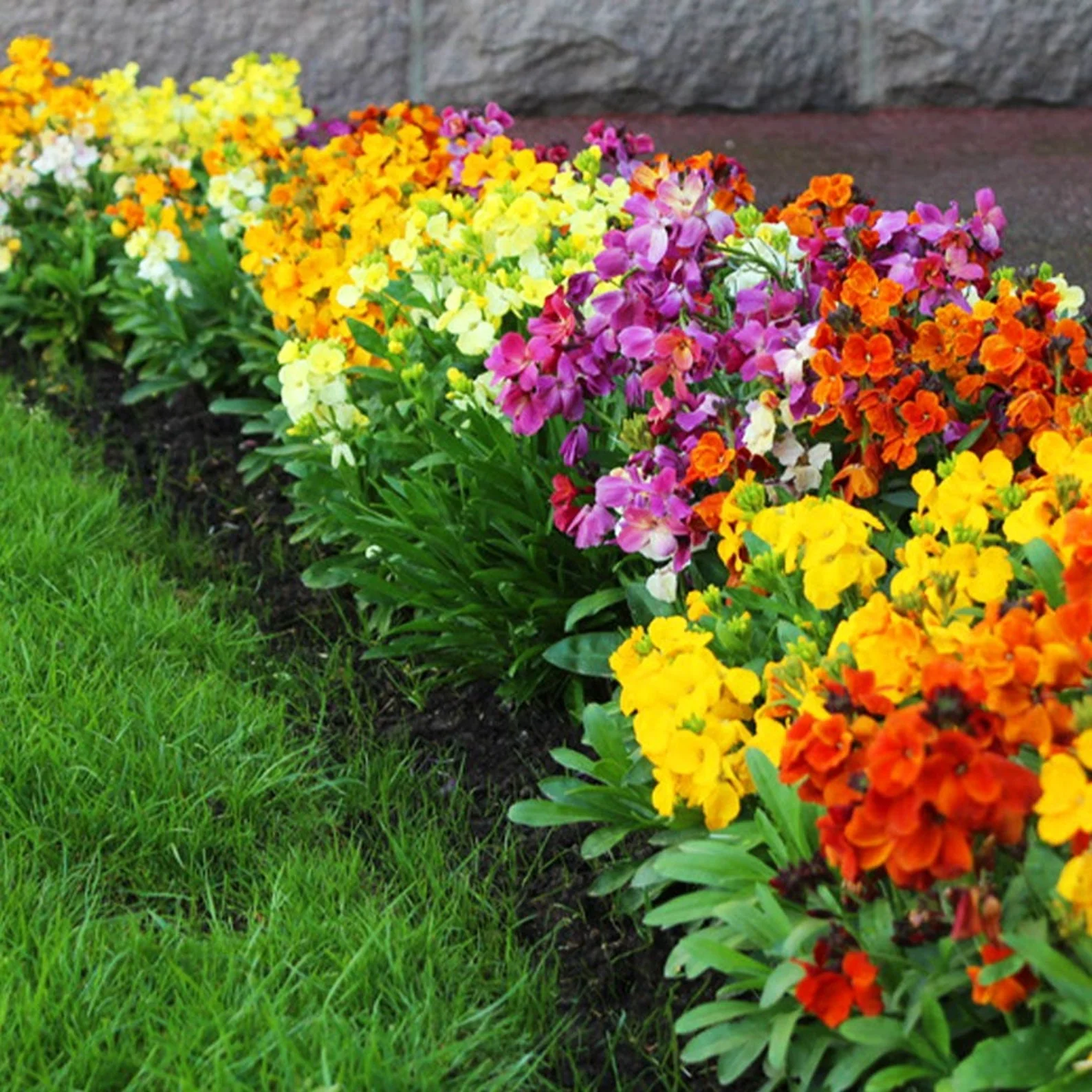 WallFlower Mix – Seeds - Image 2