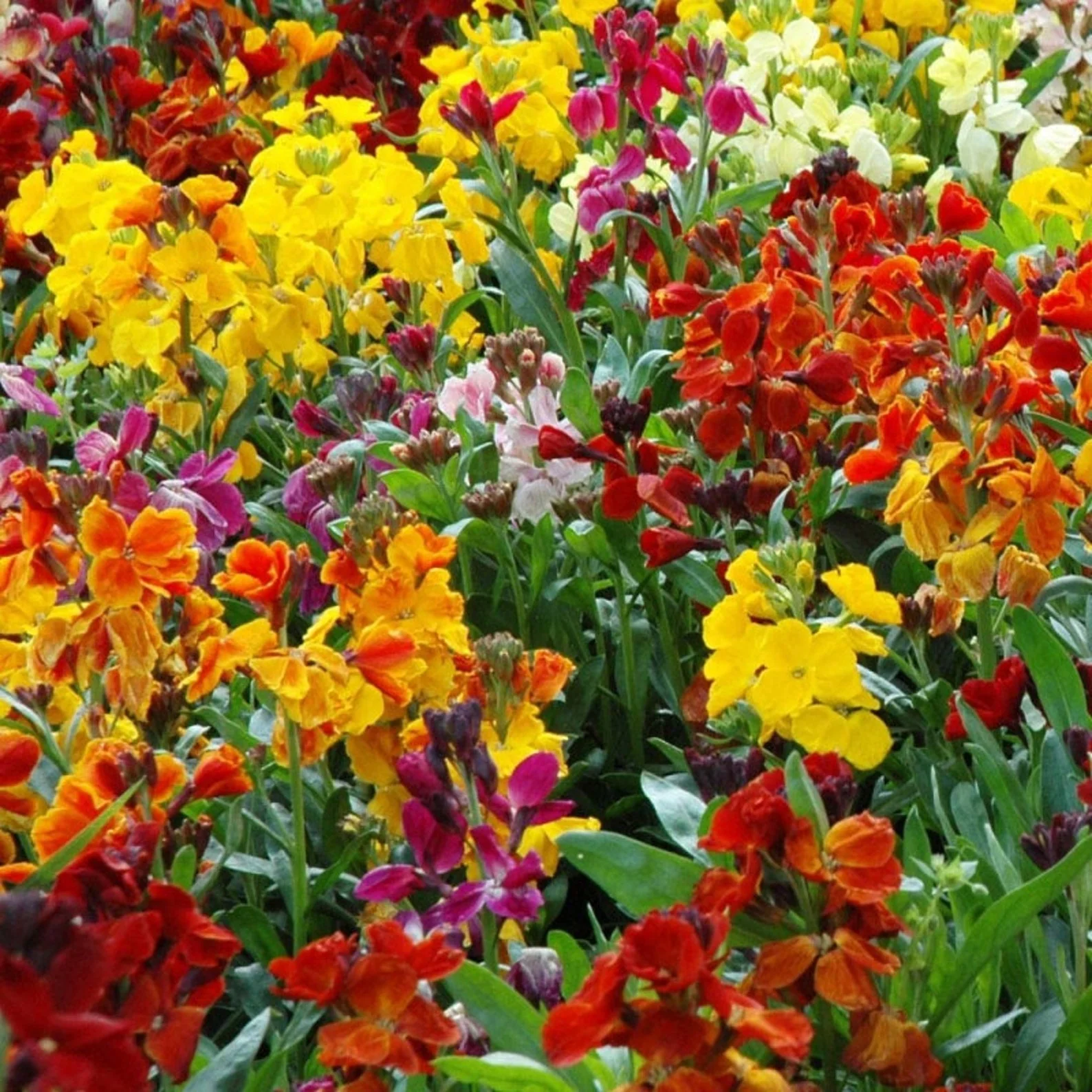 WallFlower Mix – Seeds - Image 3
