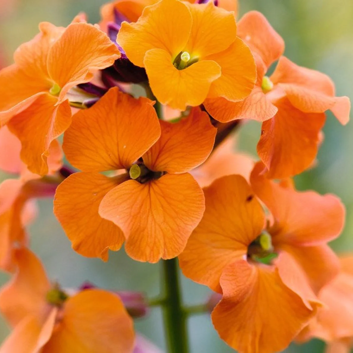 WallFlower Mix – Seeds - Image 4