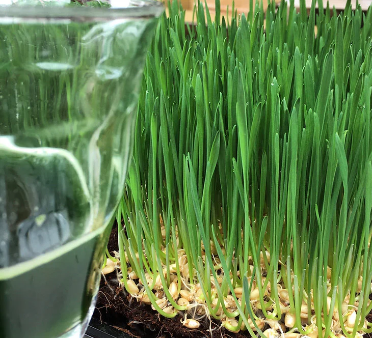 Wheatgrass: Microgreens Seeds - Image 3