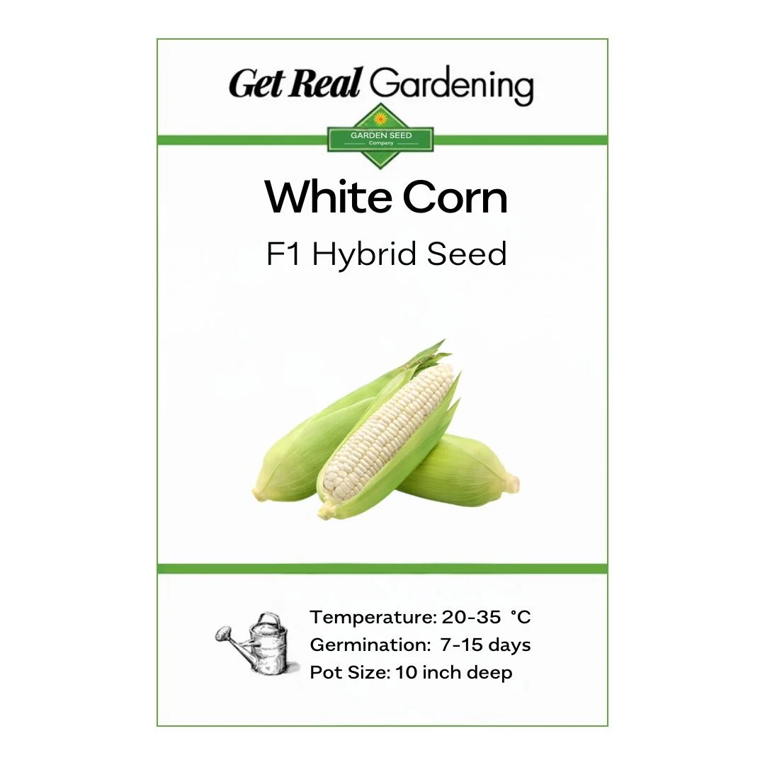 White Corn (سفید مکئی کے بیج) - F1 Hybrid 30+ Seeds - Image 2