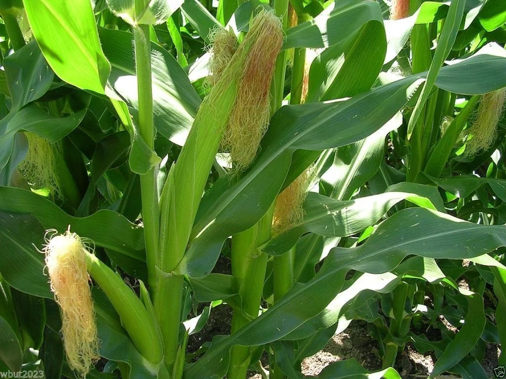 White Corn (سفید مکئی کے بیج) - F1 Hybrid 30+ Seeds - Image 3