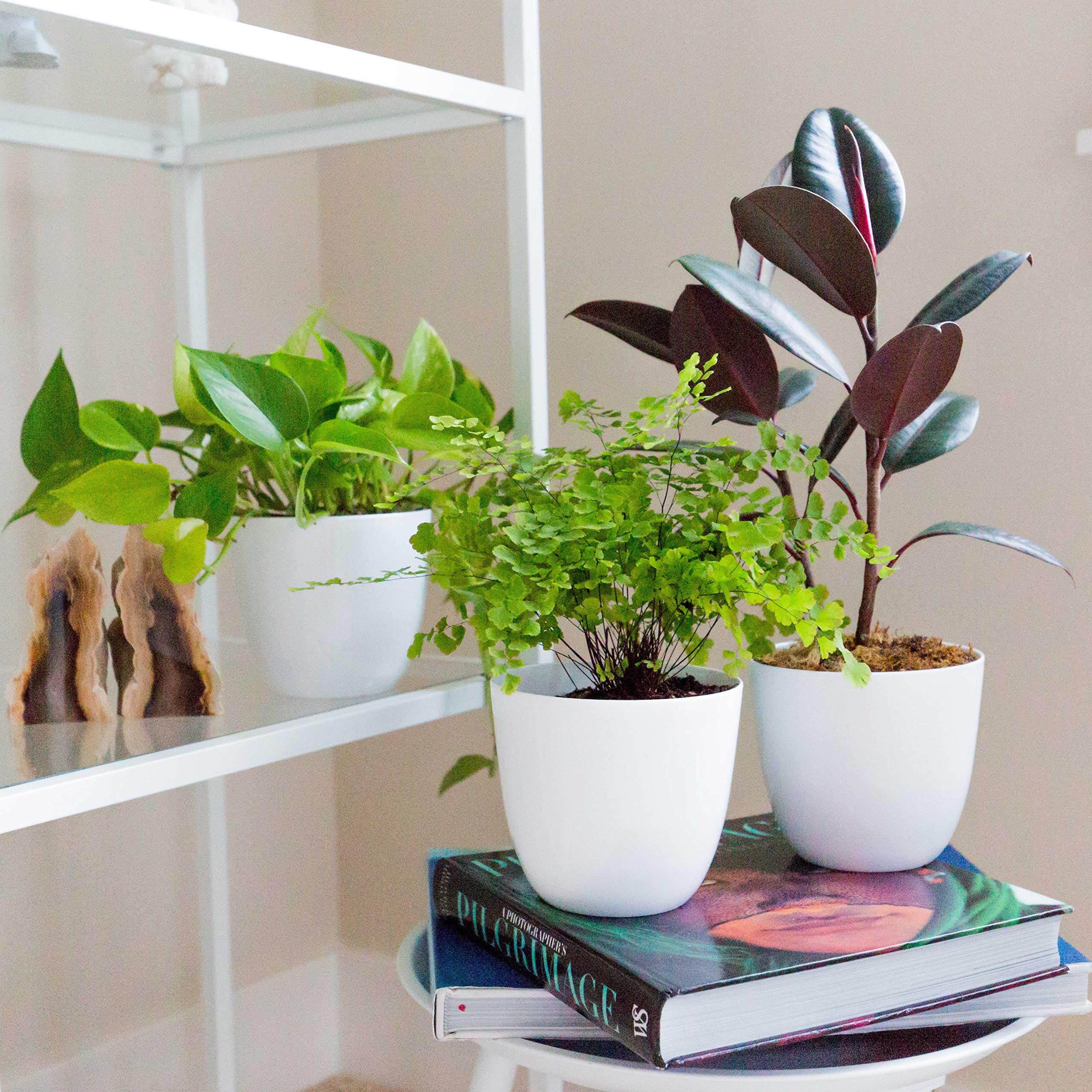 White Pots – Small (3 inchx3 inch) - Image 2