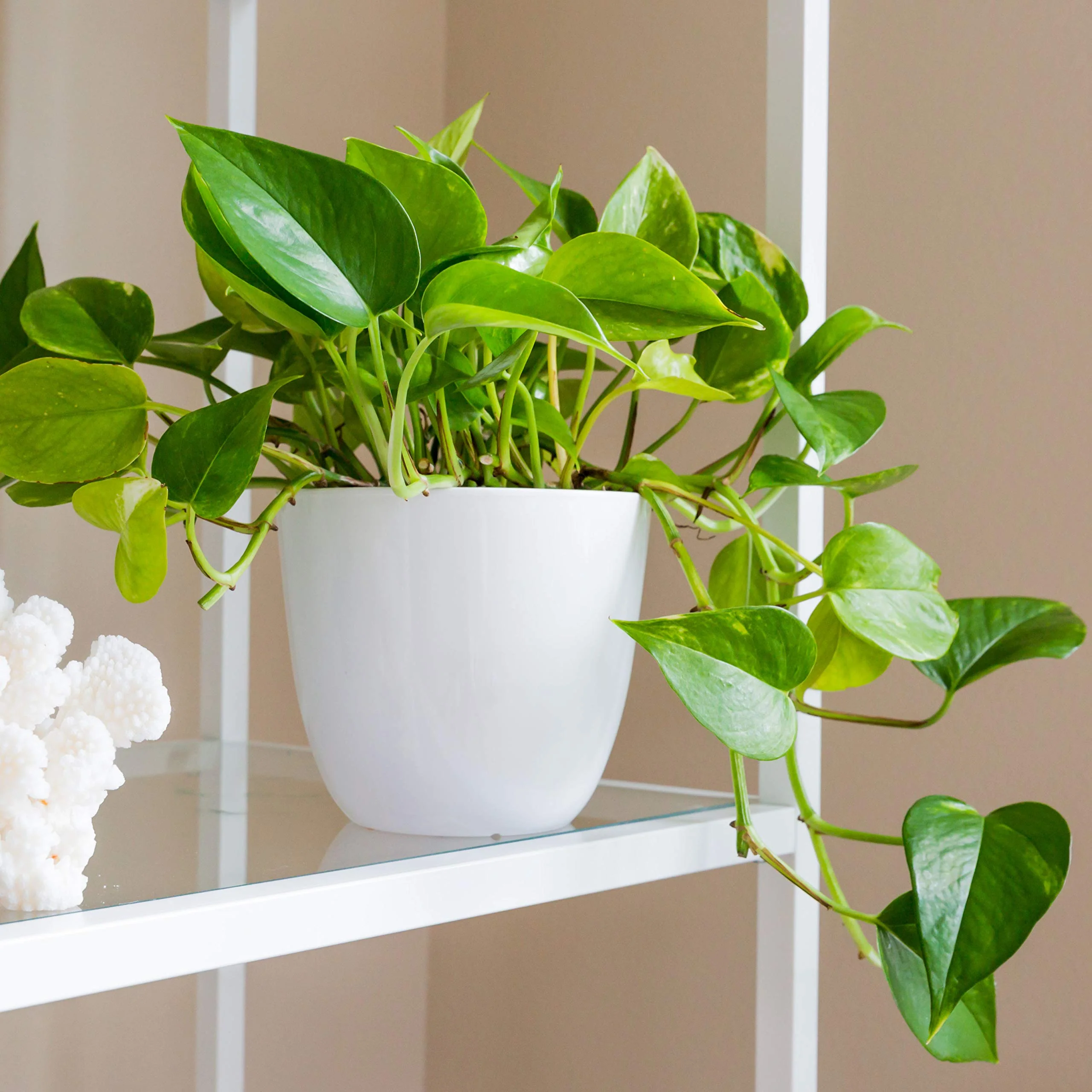 White Pots – Small (3 inchx3 inch) - Image 3