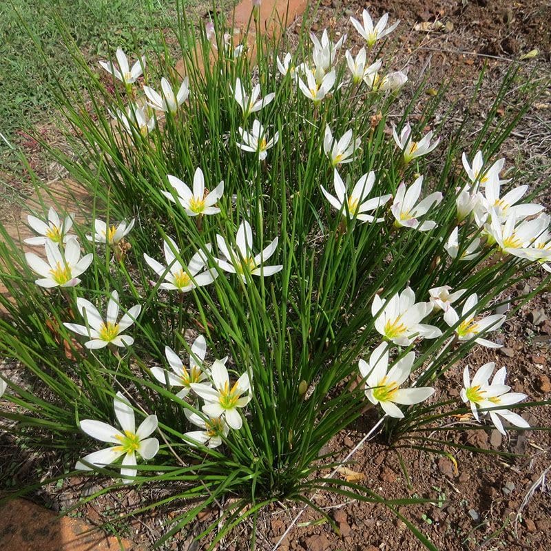 Rain Lilly White – Flower Bulbs - Image 3