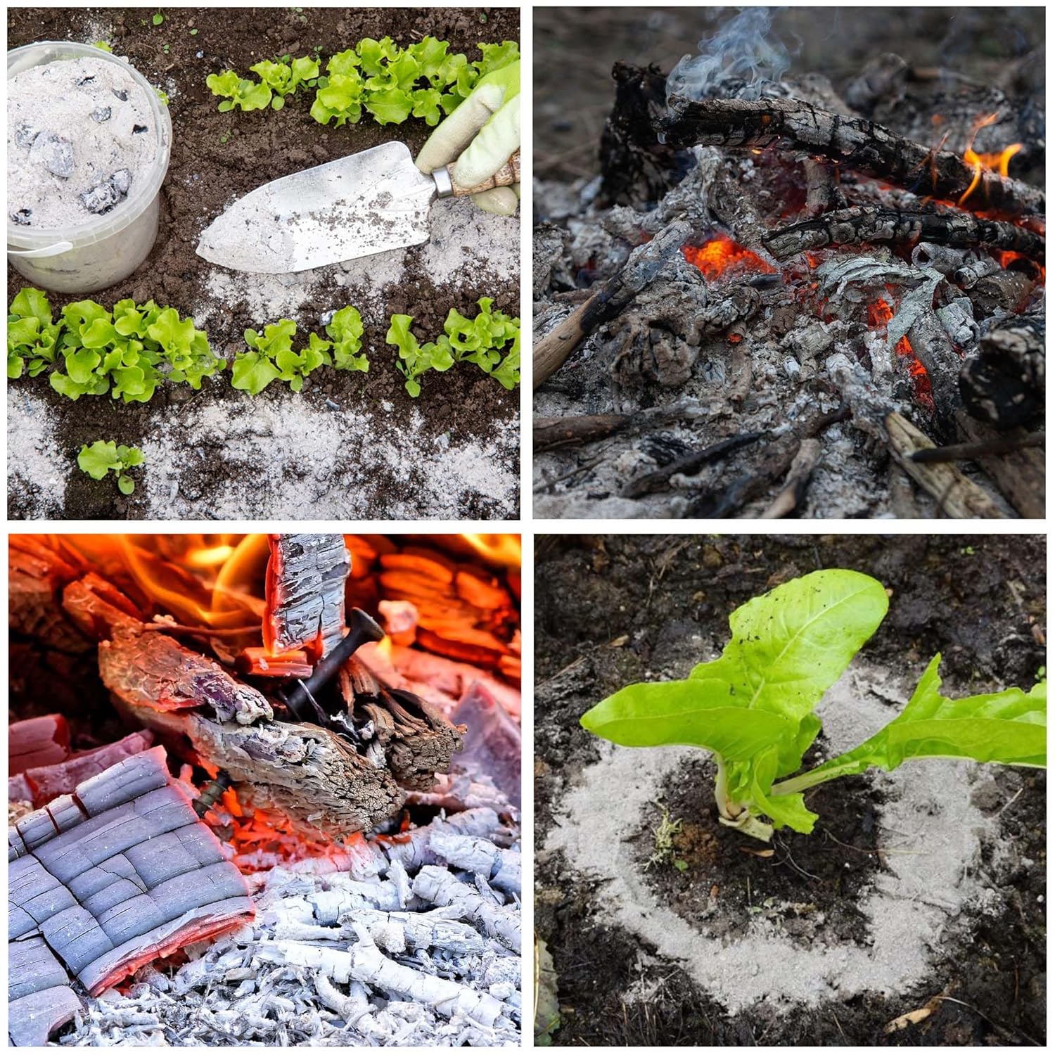 Wood Ash (Pure) – Organic Fertilizer - Image 3