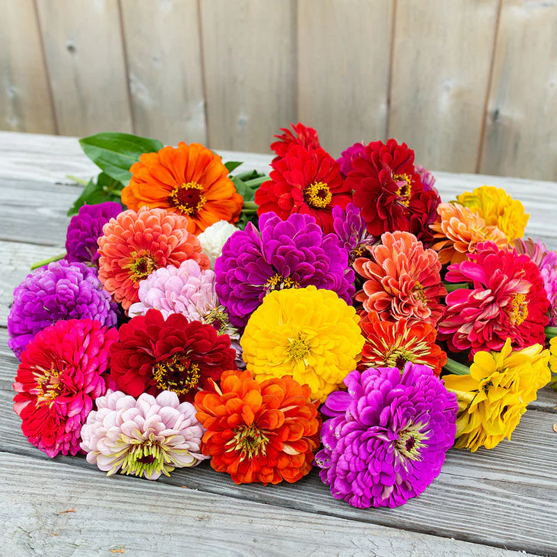 Zinnia Benary’s Giant Mix – 20+ Seeds