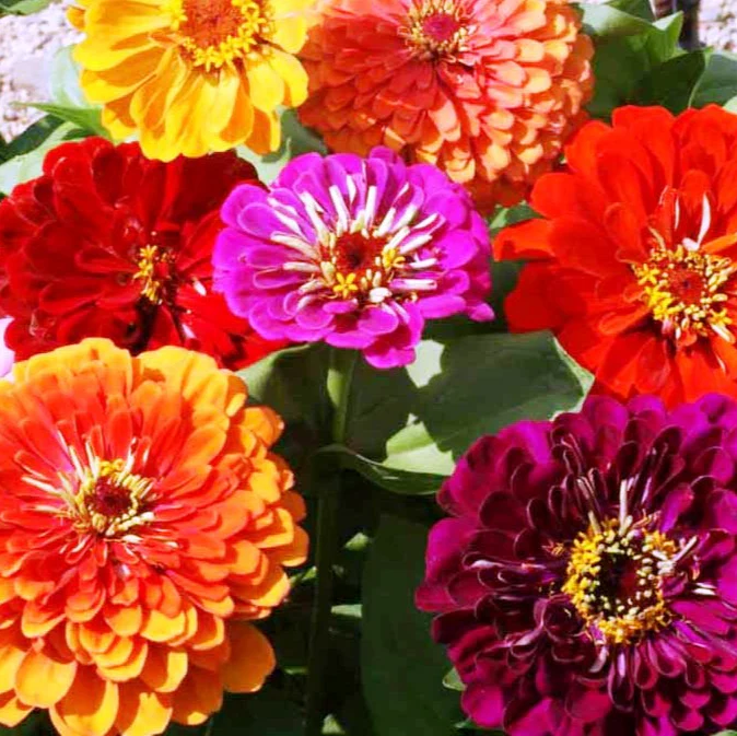 Zinnia Benary’s Giant Mix – 20+ Seeds - Image 2