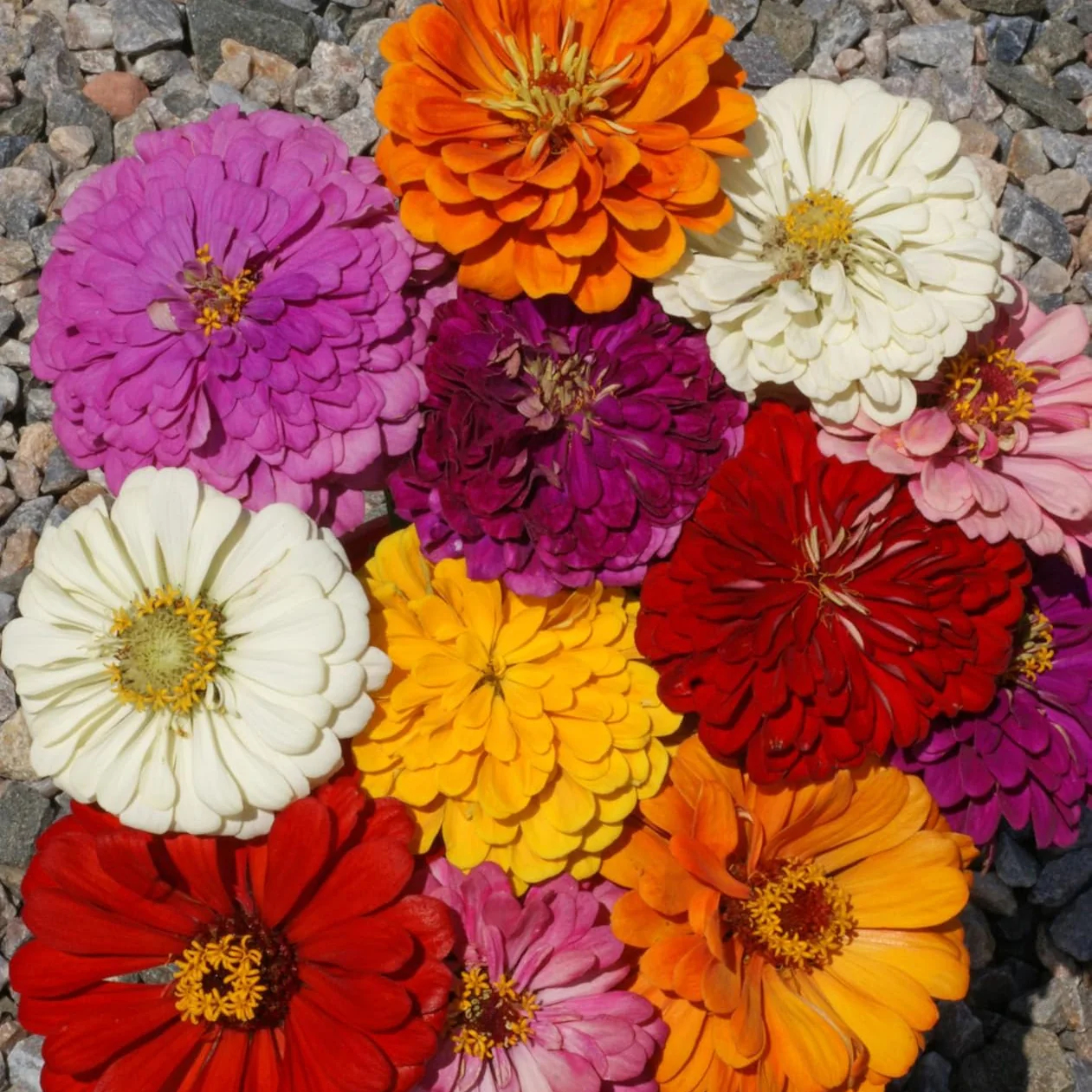 Zinnia Benary’s Giant Mix – 20+ Seeds - Image 3