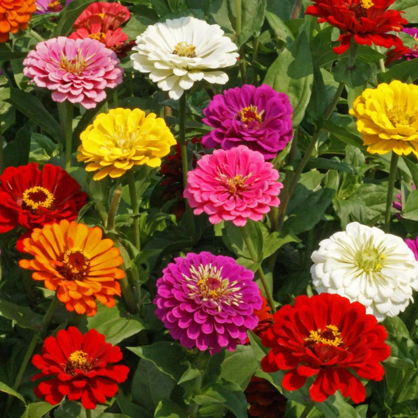 Zinnia Benary’s Giant Mix – 20+ Seeds - Image 4