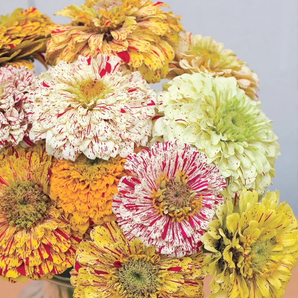 Zinnia (Candy Stripe) Mix – 20+ Seeds