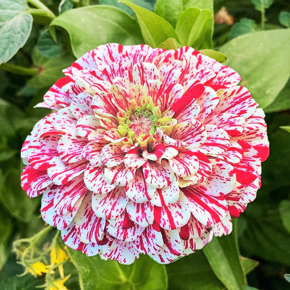 Zinnia (Candy Stripe) Mix – 20+ Seeds - Image 2