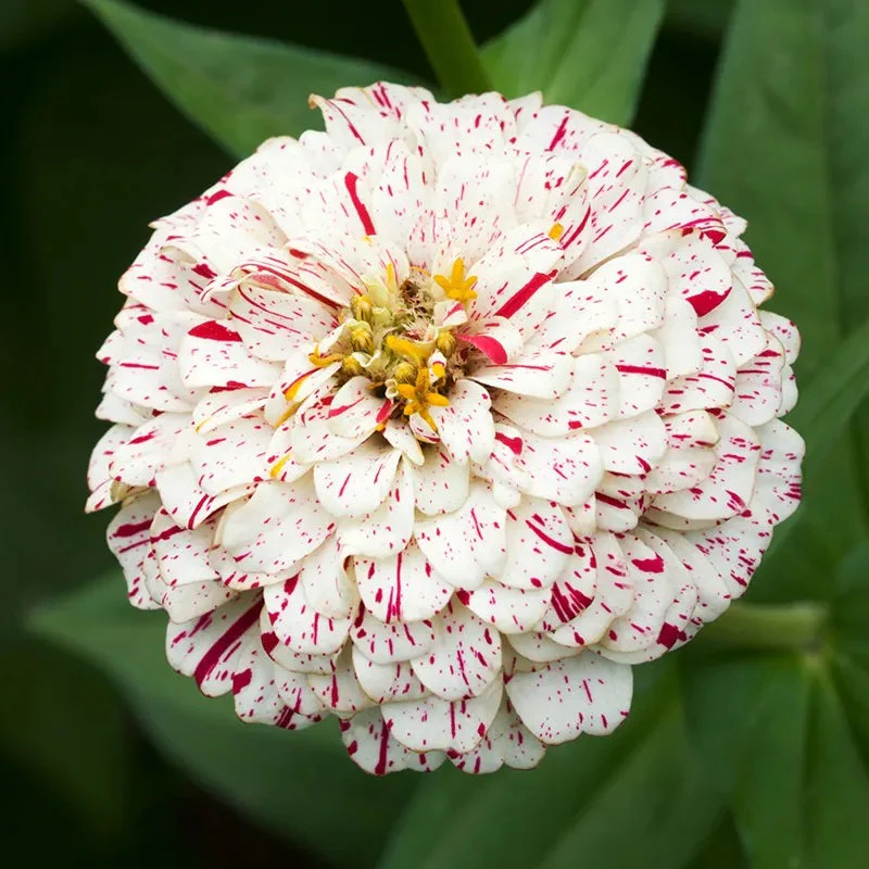 Zinnia (Candy Stripe) Mix – 20+ Seeds - Image 3