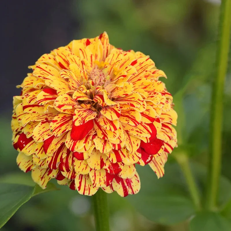 Zinnia (Candy Stripe) Mix – 20+ Seeds - Image 4
