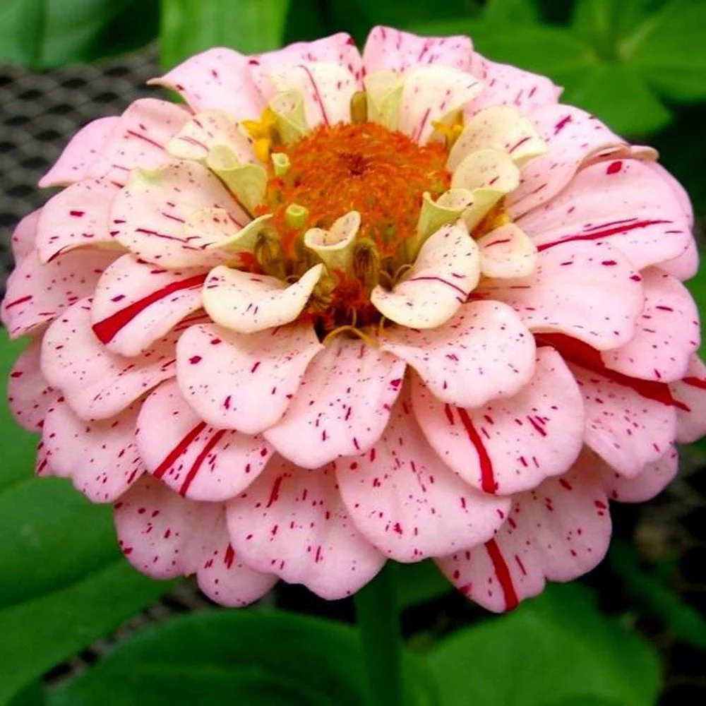 Zinnia (Candy Stripe) Mix – 20+ Seeds - Image 5