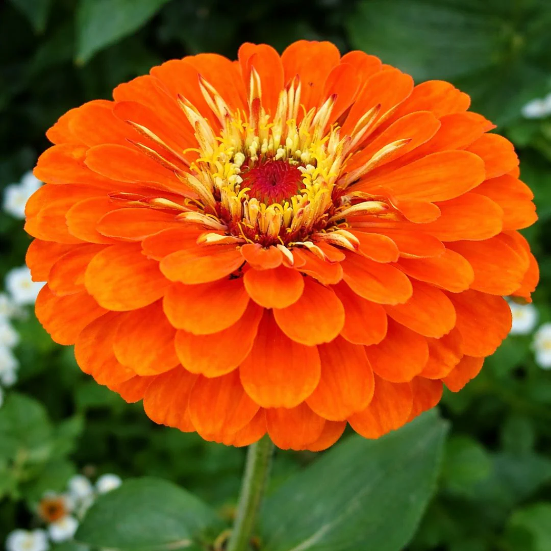 Zinnia Double Orange F1 Hybrid – 20 Seeds