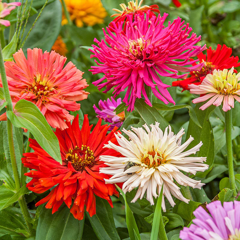Zinnia (گل زینیا) Elegans – Cactus Mix 20+ Seeds