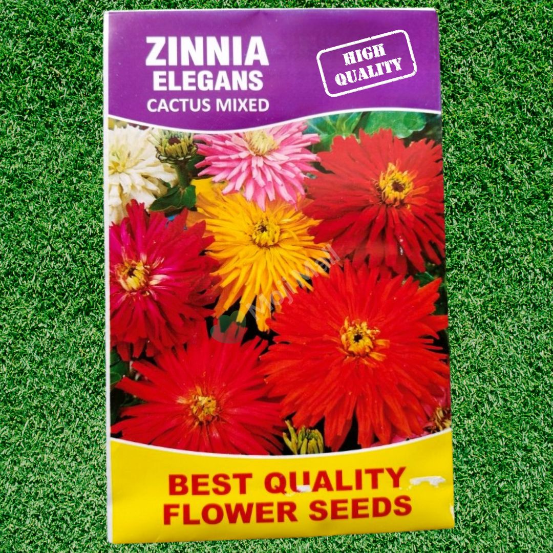Zinnia (گل زینیا) Elegans – Cactus Mix 20+ Seeds - Image 2