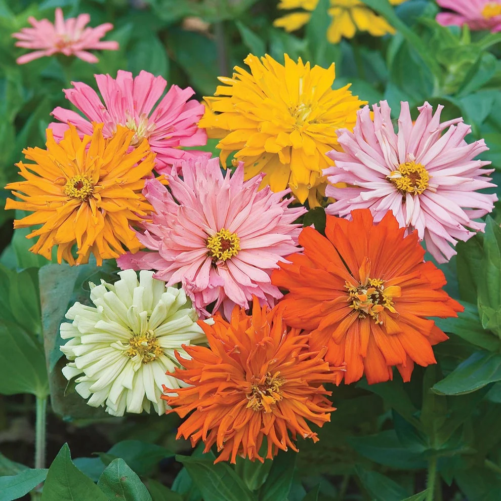 Zinnia (گل زینیا) Elegans – Cactus Mix 20+ Seeds - Image 3