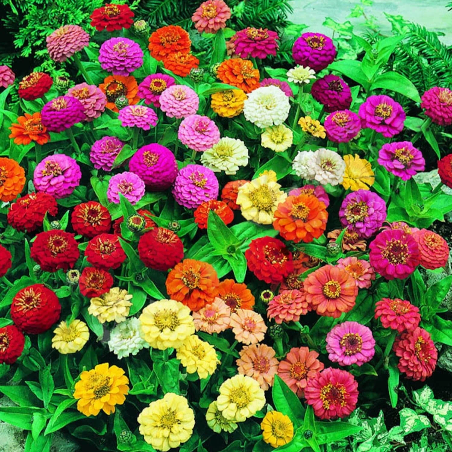 Zinnia (Lillyput Mixed) – 20+ Seeds