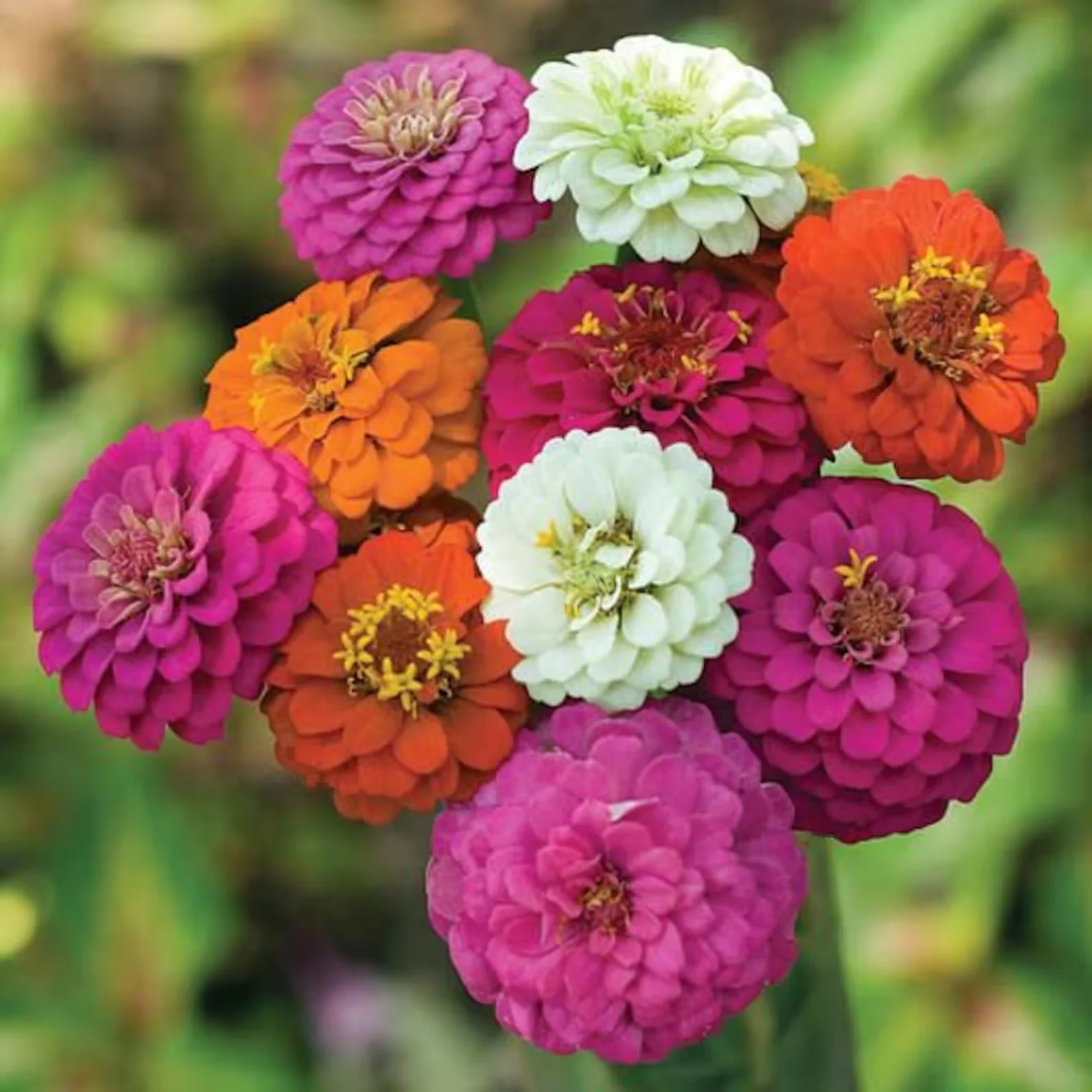 Zinnia (Lillyput Mixed) – 20+ Seeds - Image 2