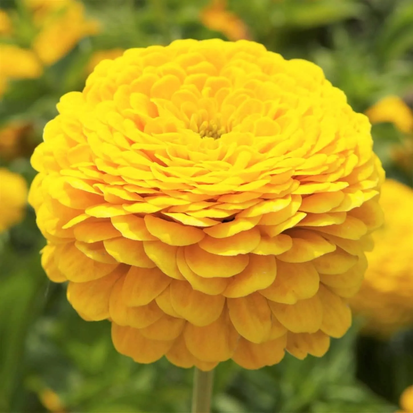 Zinnia Giant Double Golden – 20+ Seeds - Image 3