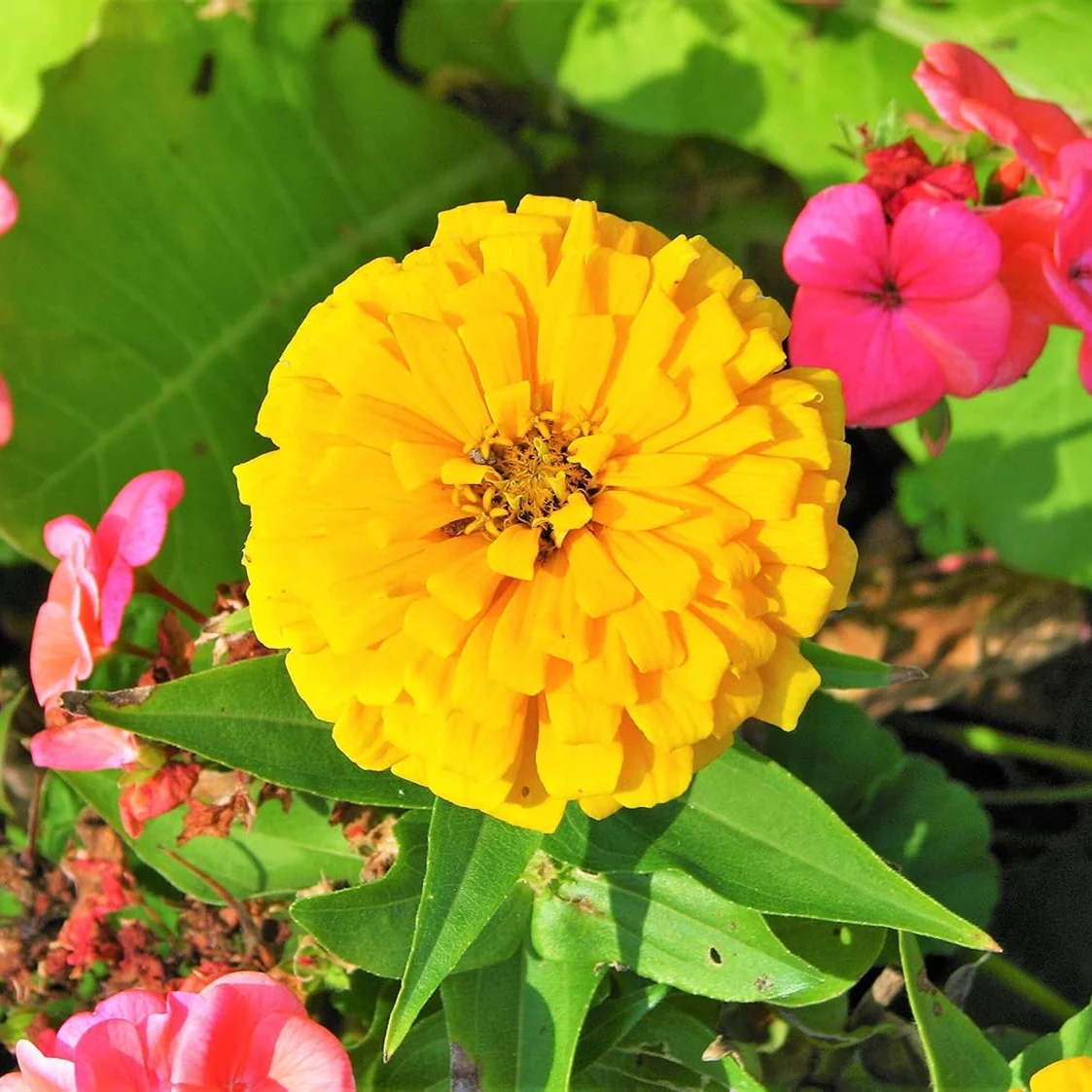 Zinnia Giant Double Golden – 20+ Seeds - Image 4