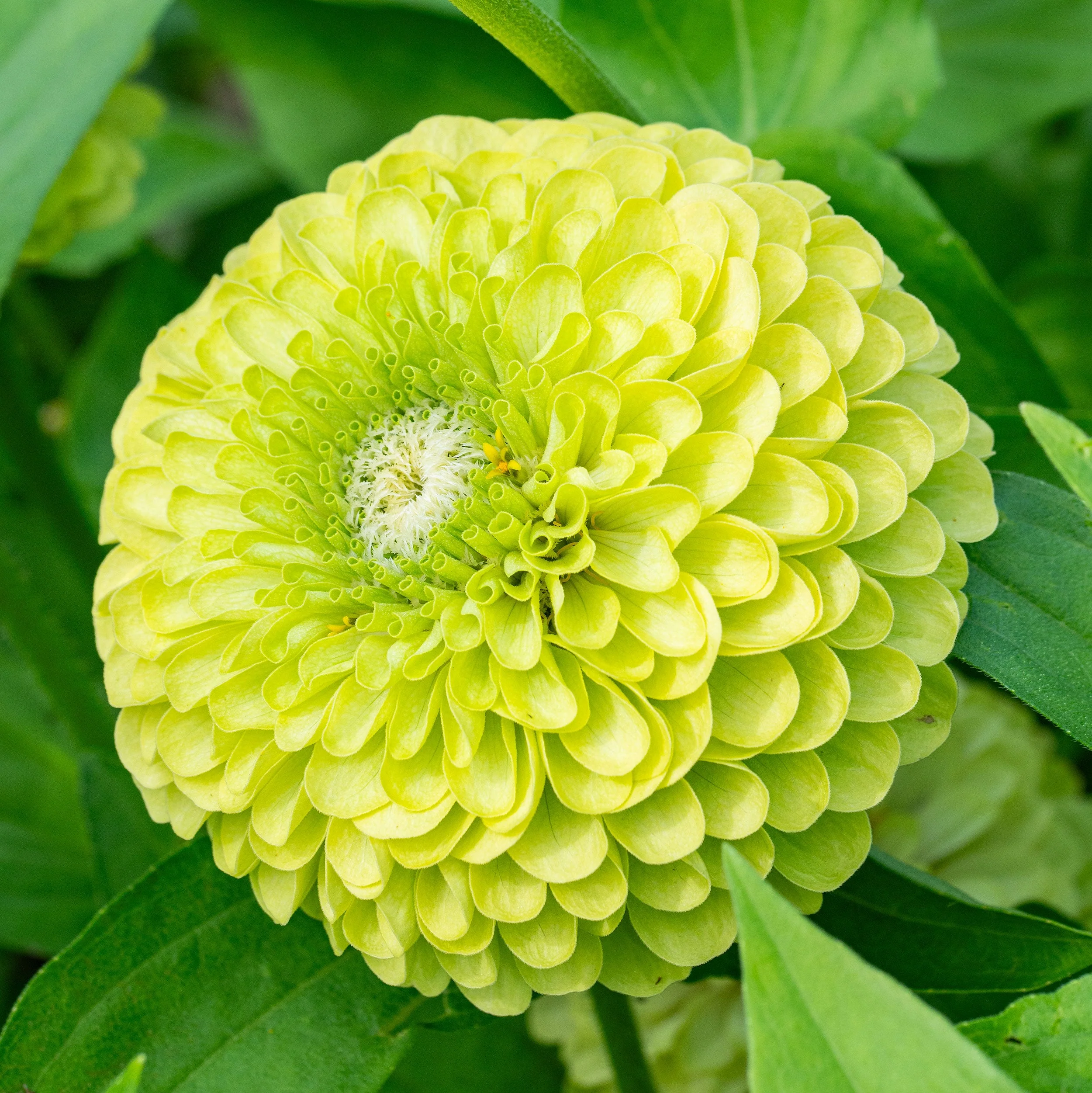 Zinnia Giant Double Green – 20+ Seeds