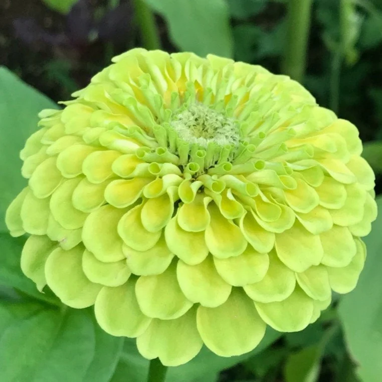 Zinnia Giant Double Green – 20+ Seeds - Image 2