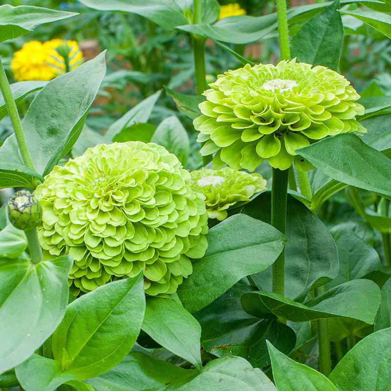 Zinnia Giant Double Green – 20+ Seeds - Image 3