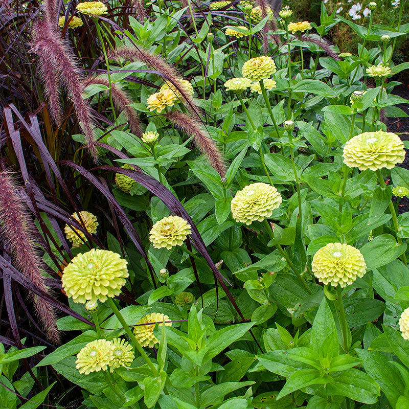 Zinnia Giant Double Green – 20+ Seeds - Image 4