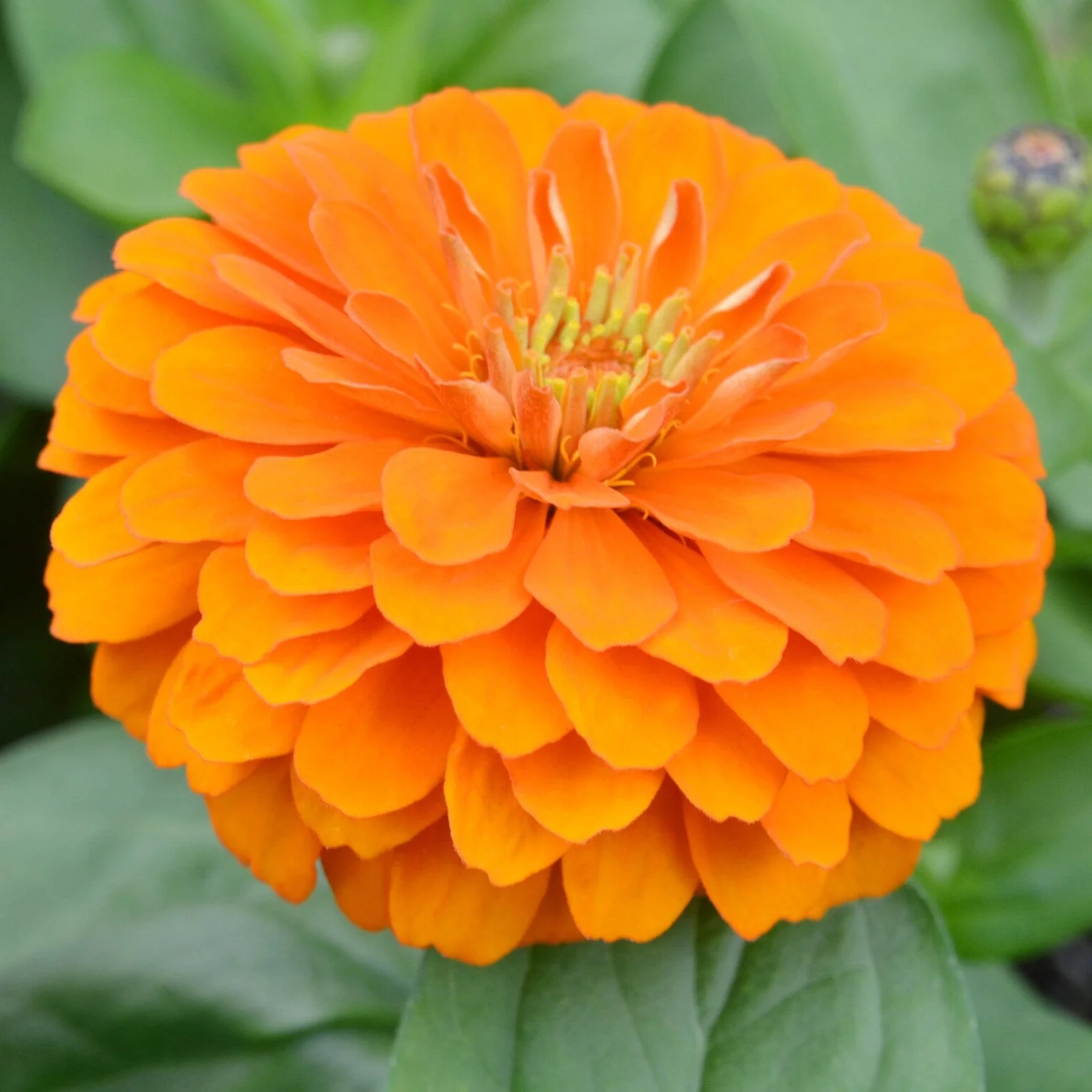 Zinnia Giant Double Orange – 20+ Seeds