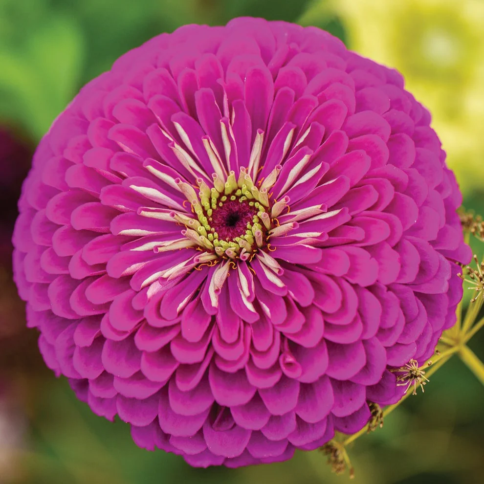 Zinnia Giant Double Purple – 20+ Seeds
