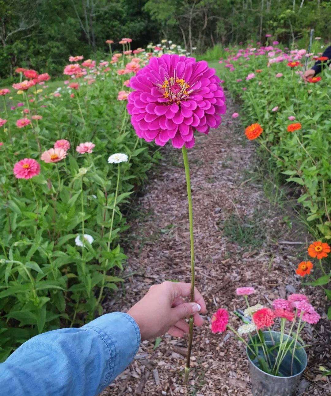 Zinnia Giant Double Purple – 20+ Seeds - Image 2