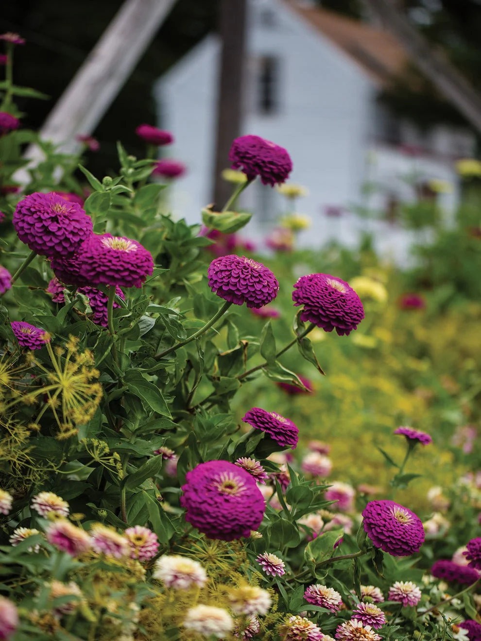 Zinnia Giant Double Purple – 20+ Seeds - Image 3