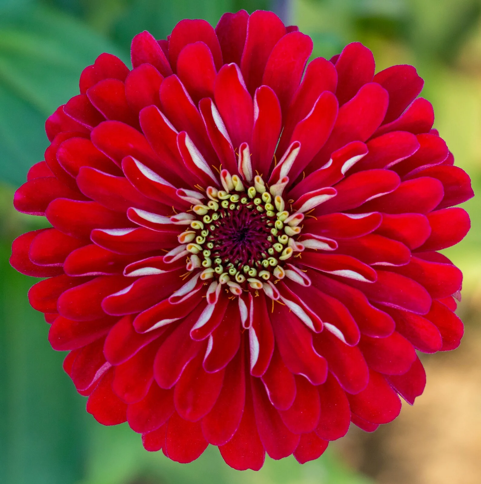 Zinnia Giant Double Red – 20+ Seeds