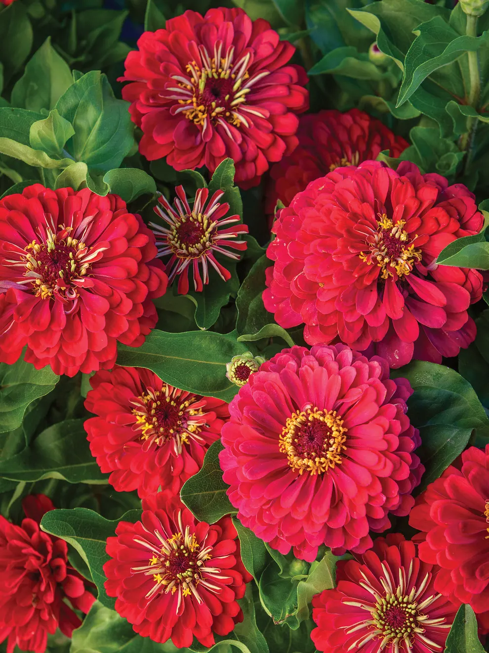 Zinnia Giant Double Red – 20+ Seeds - Image 2
